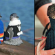 Illustration for article titled The Worldwide Campaign To Knit Sweaters For Penguins